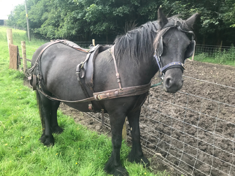 The Fell Pony Society * Sales List